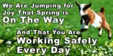 21775 Jumping for Joy Spring is on the way